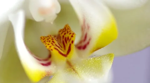 White orchid flower Stock Footage 48191196