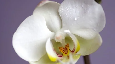 White orchid flower Stock Footage 48191238
