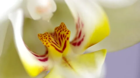 White orchid flower Stock Footage 48191397