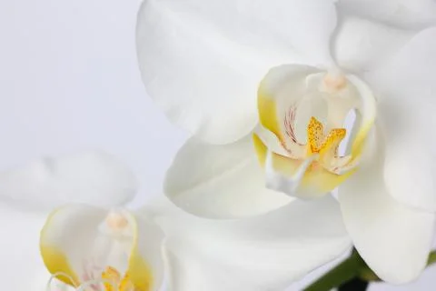 White orchid flower Stock Photos