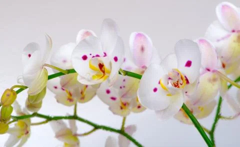 White Orchid Flower Stock Photos