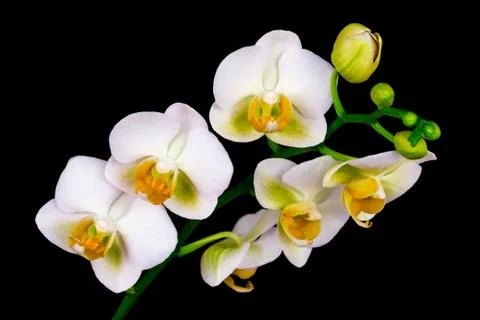 White orchid flower Stock Photos