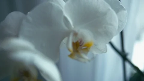 White orchid flower. Seamless loop.  Stock Footage 87954001