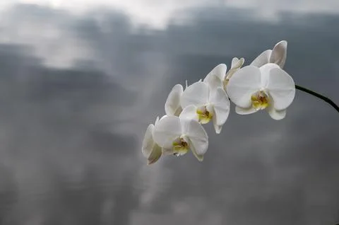 White Orchid Flowers Floating In Visual Silence Stock Photos