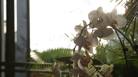 White Orchid Flowers Stock Footage 104767834