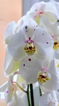White orchid flowers Stock Photos