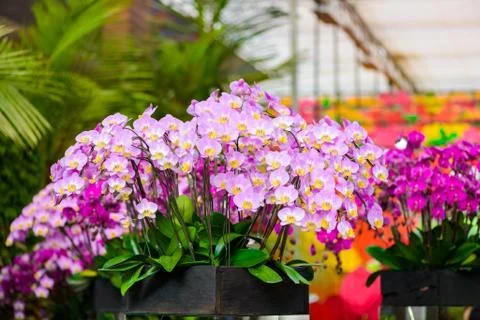 White orchid flowers on the tree Stock Photos