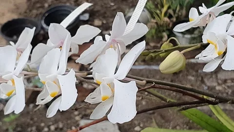 White orchid flowers in the yard Stock Footage 298888922