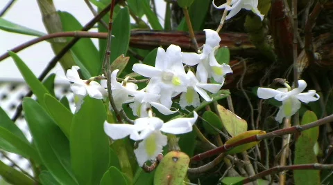  white orchid 스톡 동영상 263480