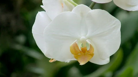 White orchid Stock-Footage 563595