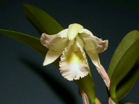 White orchid Video stock 915433