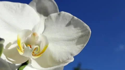 White orchid Video stock 11082464