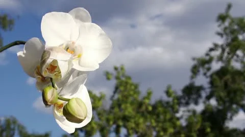White orchid Stock Footage 11107158