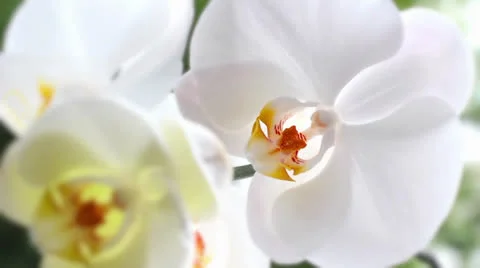 White orchid Stock Footage 24074118