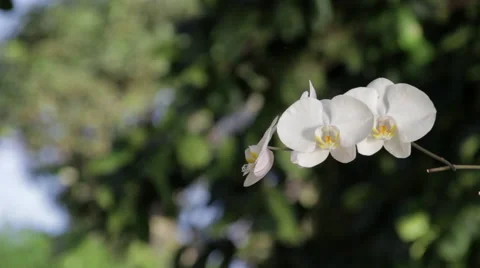 White orchid Stock Footage 59515557