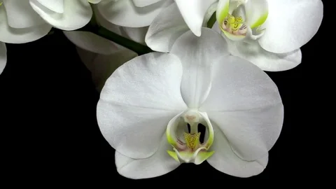 White orchid Stock Footage 72849601