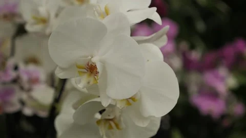 White orchid Stock Footage 196482871