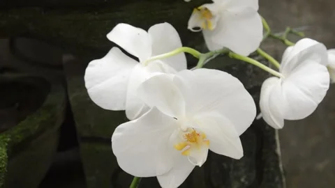 White orchid Stock Footage 224257791