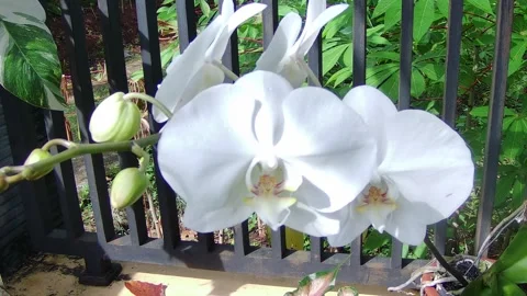 White Orchid Stock Footage 301744998