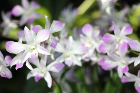 White orchid in forest Stock Photos
