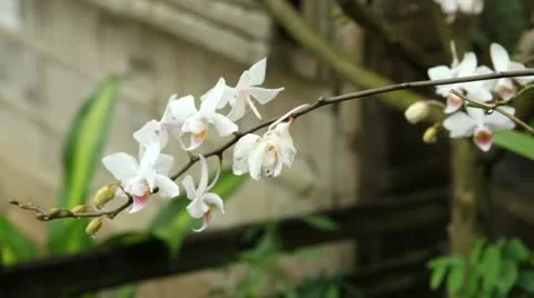 White Orchid in front of a house 動画素材 10823059