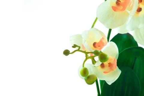 White orchid grows in pot Stock Photos