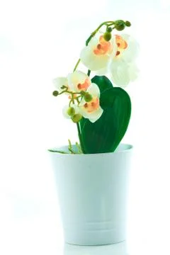 White orchid grows in pot Stock Photos