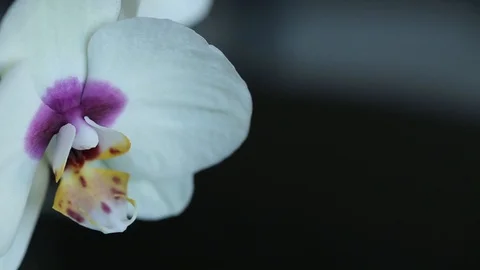 White orchid macro on a black background with a slider Stock Footage 95291483