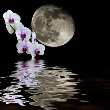 White orchid moon reflections Stock-Illustration