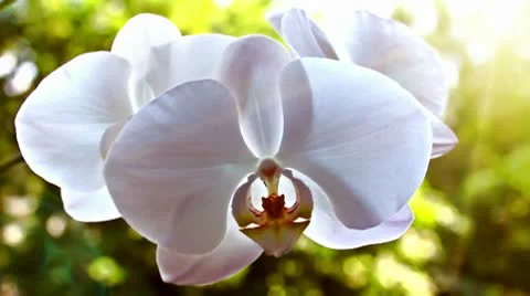 White orchid on the nature Stock Footage 10679294