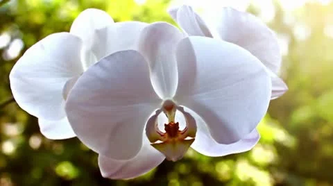White orchid on the nature Stock Footage 10680044