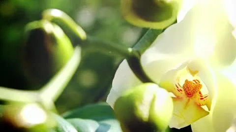 White orchid on the nature Stock Footage 11023221