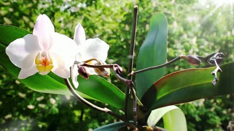 White orchid on the nature Video stock 11024273