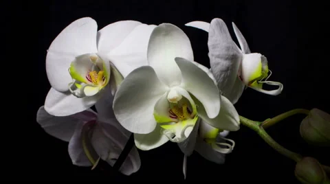 White orchid opening 2 Stock Footage 51312796
