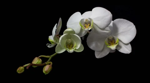 White orchid opening 3 Stock Footage 51312772