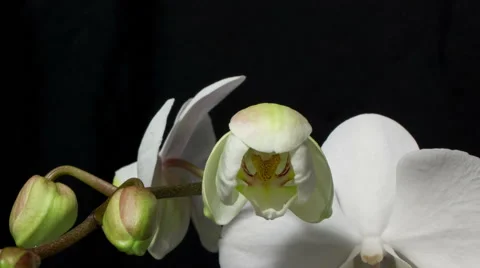 White orchid opening close up Stock Footage 51312803
