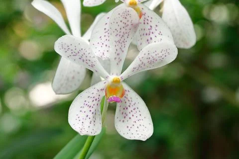 White orchid for pattern and background Stock Photos