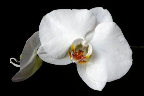 White orchid Stock Photos