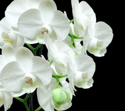 White orchid Stock Photos