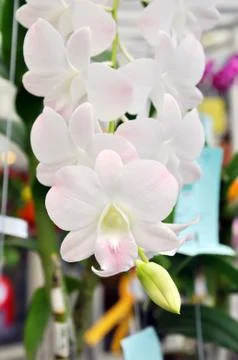 White orchid Stock Photos