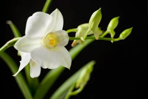 White orchid Stock Photos