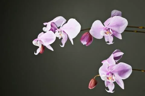White orchid Stock-Fotos