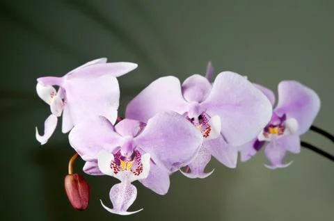 White orchid Stock Photos