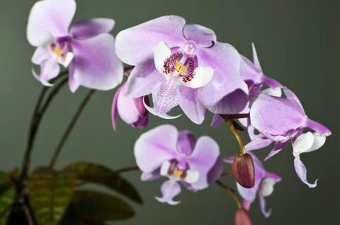 White orchid Foto stock