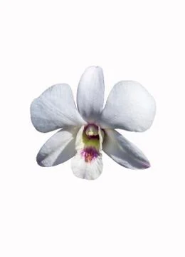 White orchid Foto stock