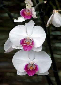White orchid Stock Photos