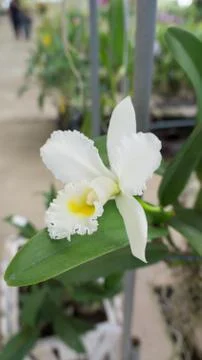 White orchid 스톡 사진