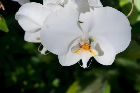 White Orchid Stock Photos