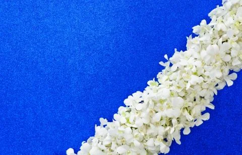 White orchid Stock Photos