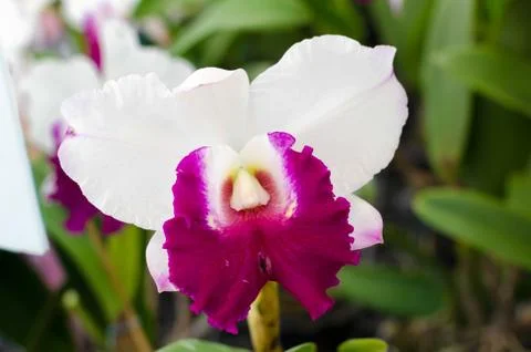 White orchid Stock Photos